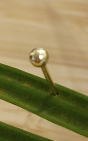 Gümüş Hızma 1. Kalite ve Şık Tasarım