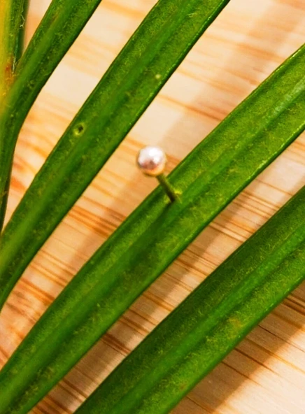 Gümüş Hızma 1. Kalite ve Şık Tasarım