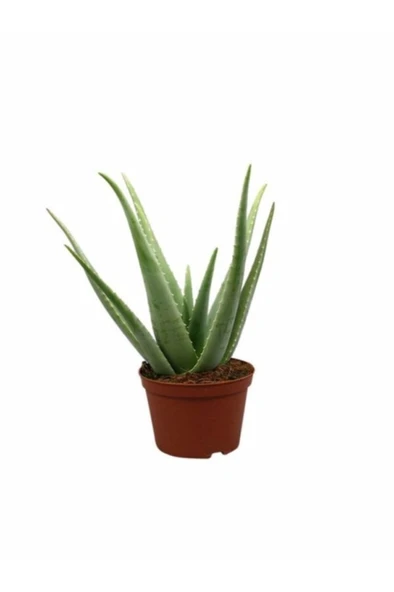 Aloe Vera Bitkisi Fidanı 10-20 cm ürün görseli
