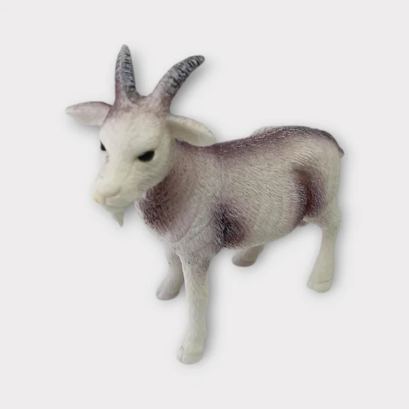 Çiftlik Hayvanları - Keçi - Resim 2