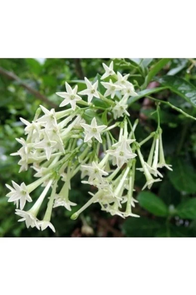 Cestrum Nocturnum Kokulu Melisa Çiçeği (Kolonya Çiçeği) 10-20 cm - 3