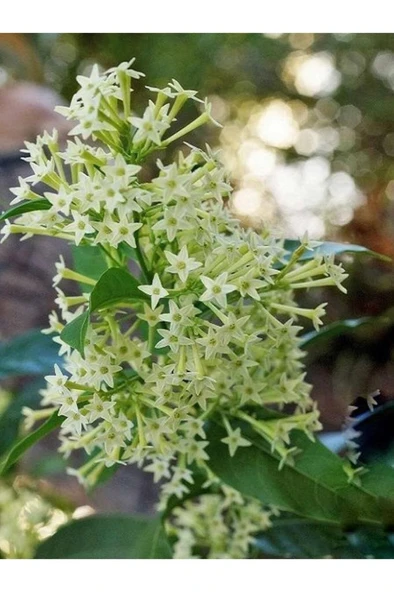 Cestrum Nocturnum Kokulu Melisa Çiçeği (Kolonya Çiçeği) 10-20 cm - 2