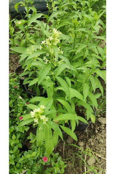 Cestrum Nocturnum Kokulu Melisa Çiçeği (Kolonya Çiçeği) 10-20 cm - 4