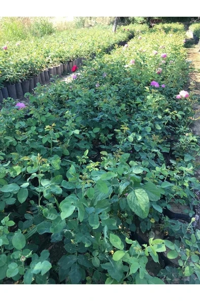 Reçellik Isparta Gülü Fidanı 10-20 cm - Resim 2