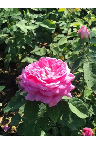 Reçellik Isparta Gülü Fidanı 10-20 cm - Resim 3