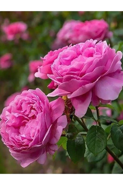 Reçellik Isparta Gülü Fidanı 10-20 cm ürün görseli