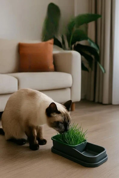 Topraksız Evde Kedi Çimi Yapımı Kiti 5 Paket Tohumu Hediyeli Suda Çim Otu Yetiştirme Mama Su Kabı ürün görseli 1