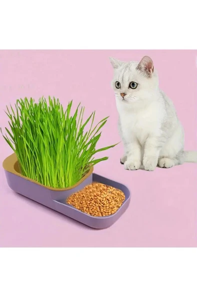 Topraksız Evde Kedi Çimi Yapımı Kiti 5 Paket Tohumu Hediyeli Suda Çim Otu Yetiştirme Mama Su Kabı - Resim 6