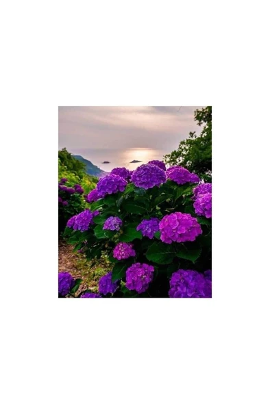 Mor Ortanca Çiçeği Fidanı Fidesi 10-20 cm ürün görseli