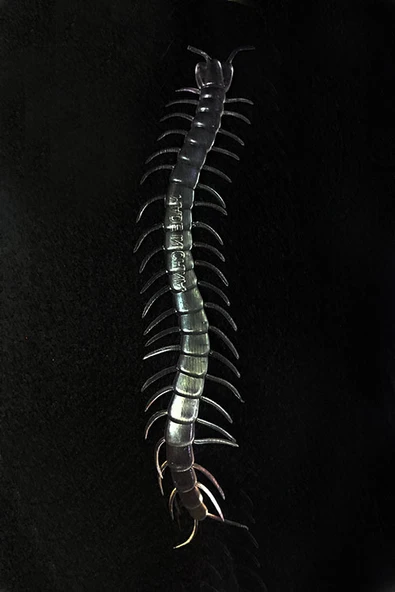 Karanlıkta Parlayan Fosforlu Kırkayak - Resim 2