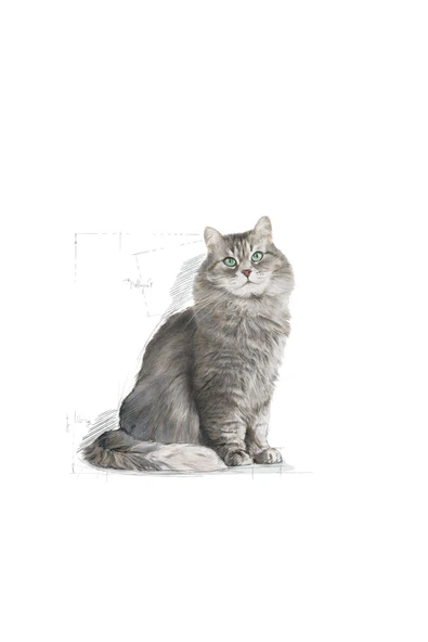 Sensible33 Sindirim Hassasiyeti Olan Kediler Için Yetişkin Kuru Kedi Maması 2kg - Resim 3