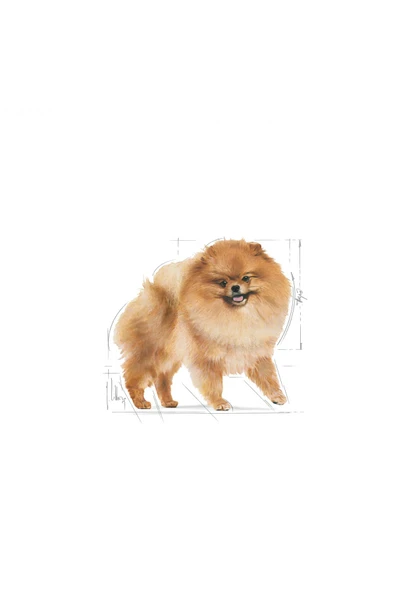 Pomeranian Kuru Köpek Maması 1.5kg - 3