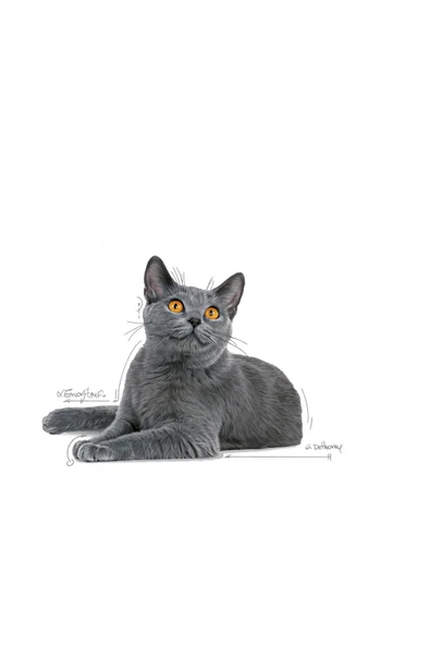 Dental Care Diş Sağlığı Için Kuru Kedi Maması 1.5kg - 3