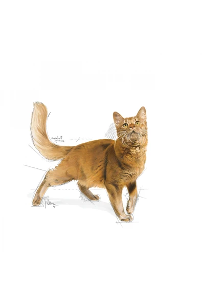 Fit32 Yetişkin Kuru Kedi Maması 400g - 3