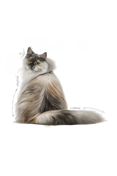 Hair&skin Tüy Ve Deri Sağlığı Için Kuru Kedi Maması 2kg - Resim 3