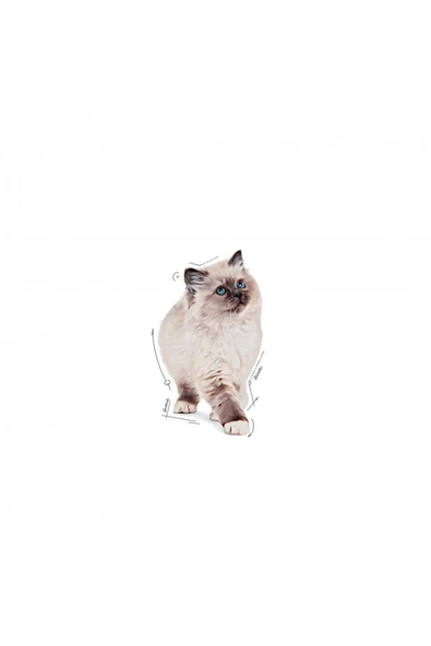 Kitten Jelly 85 Gr 12 Adet - 3