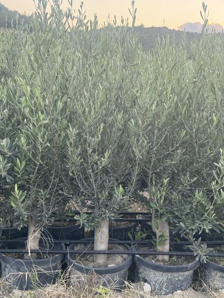 SAKSIDA 6 YAŞ,KALIN GÖVDELİ GEMLİK TRİLYE ZEYTİN FİDANI BOY 130-150 CM