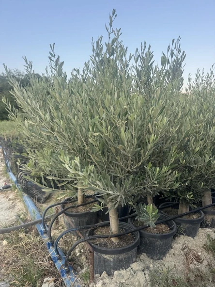 SAKSIDA 6 YAŞ,KALIN GÖVDELİ GEMLİK TRİLYE ZEYTİN FİDANI BOY 130-150 CM - 4