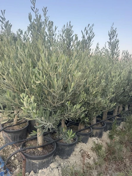 SAKSIDA 6 YAŞ,KALIN GÖVDELİ GEMLİK TRİLYE ZEYTİN FİDANI BOY 130-150 CM - 2