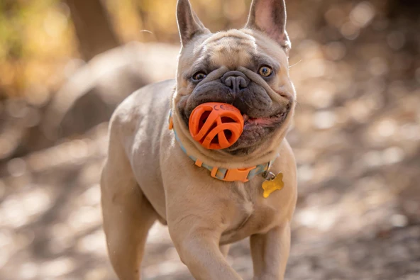 Chuckit! Air Fetch Ball Küçük Irk At Getir Köpek Oyun Topu Küçük Boy 2'li - 3