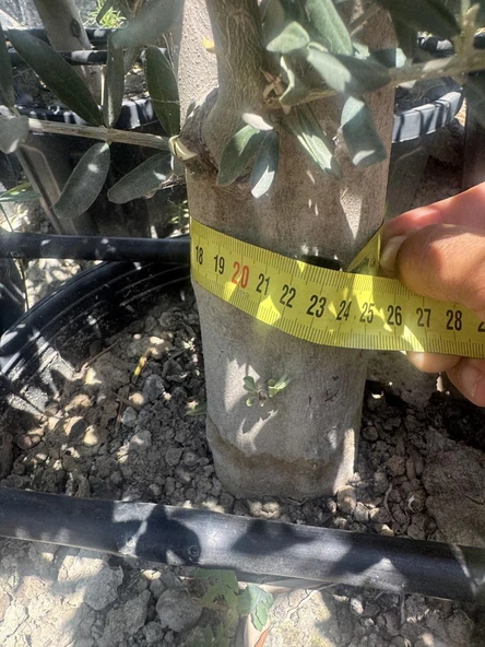 SAKSIDA 6 YAŞ,KALIN GÖVDELİ GEMLİK TRİLYE ZEYTİN FİDANI BOY 130-150 CM - 3