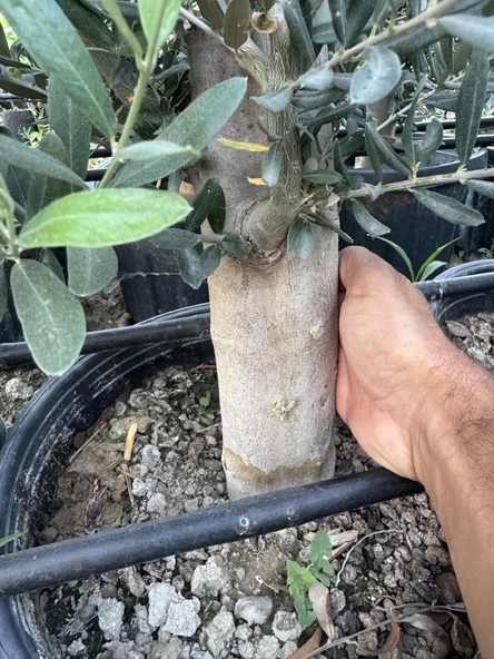 SAKSIDA 6 YAŞ,KALIN GÖVDELİ GEMLİK TRİLYE ZEYTİN FİDANI BOY 130-150 CM - 5