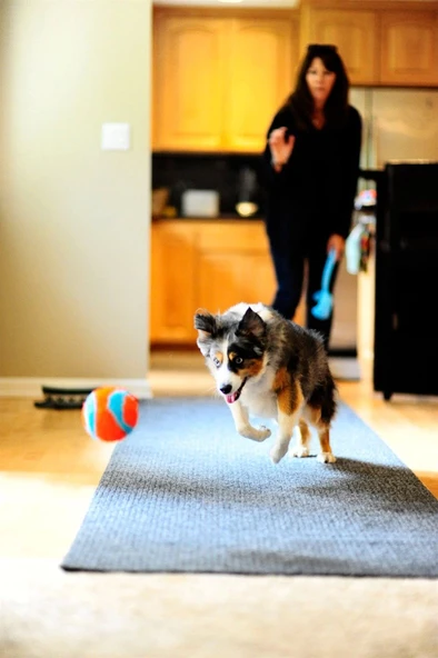 Chuckit! Indoor Ball Eve Özel Köpek Oyun Topu 12 cm - Resim 3