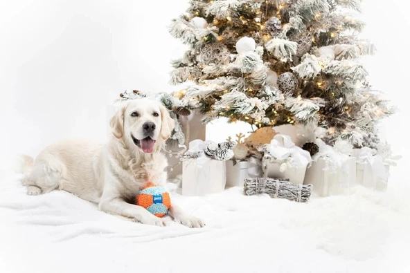 Chuckit! Indoor Ball Eve Özel Köpek Oyun Topu 12 cm - Resim 5