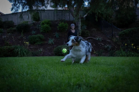 Chuckit! Max Glow Ultra Squeaker Sesli Köpek Oyun Topu Orta Boy - Resim 4