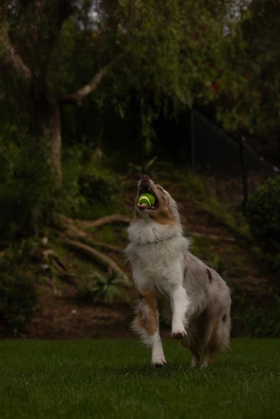 Chuckit! Max Glow Ultra Squeaker Sesli Köpek Oyun Topu Orta Boy - Resim 3