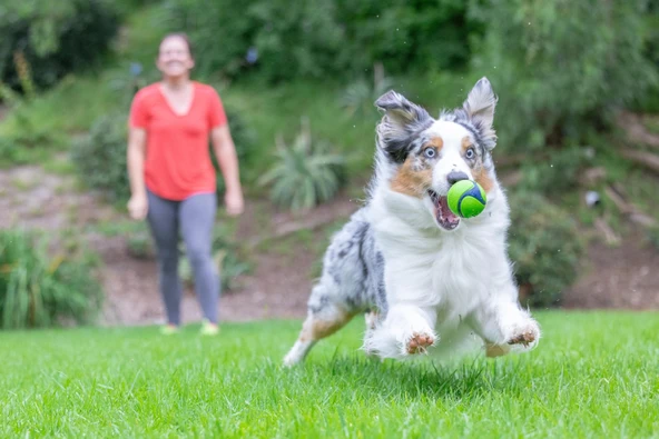 Chuckit! Sniff Fetch Fıstık Ezmesi Kokulu Köpek Oyun Topu Orta Boy - Resim 3