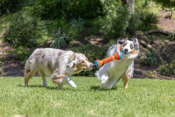 Chuckit! Rugged Dayanıklı Getirme Köpek Oyuncağı Küçük Boy 20 cm - Resim 5