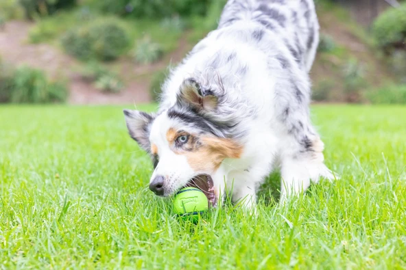 Chuckit! Sniff Fetch Fıstık Ezmesi Kokulu Köpek Oyun Topu Orta Boy - Resim 4