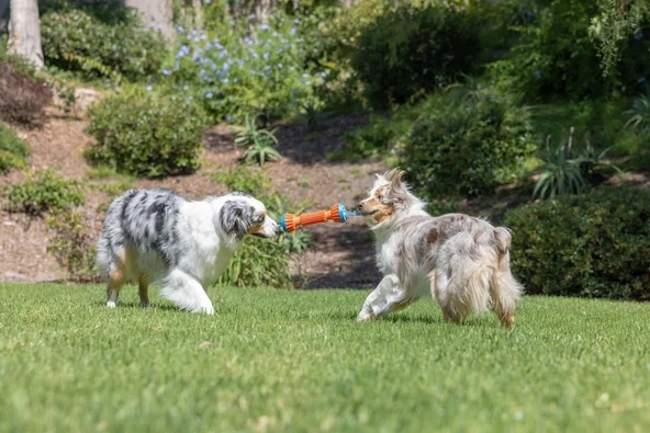 Chuckit! Rugged Dayanıklı Getirme Köpek Oyuncağı Küçük Boy 20 cm - Resim 4