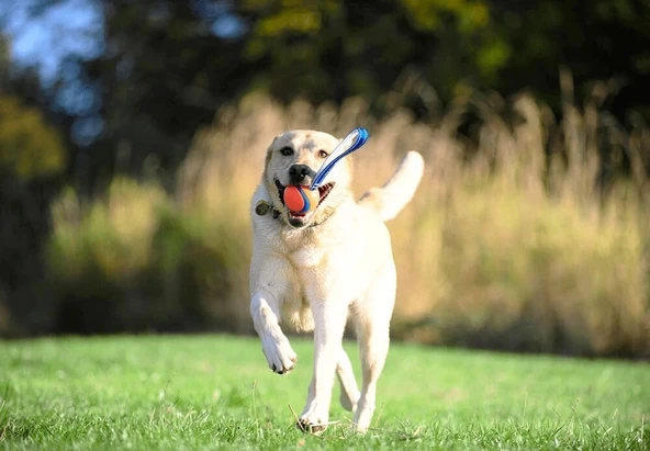 Chuckit! Ultra Tug Köpek Çekiştirme Oyun Topu Orta Boy - 4