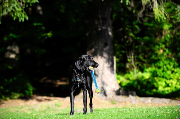 Chuckit! Ultra Duo Tug Dayanıklı Çekiştirme Köpek Oyun Topu Orta Boy 2'li - 4