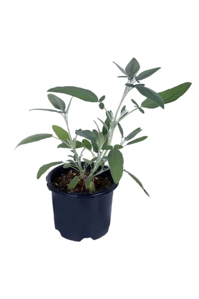 Adaçayı Bitkisi Fidanı Saksılı Salvia Officinalis 10-20 cm