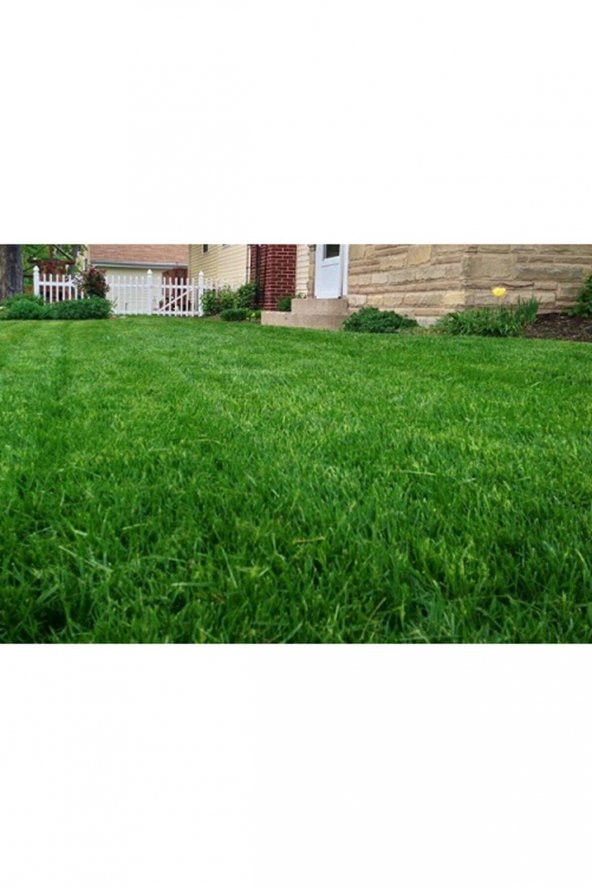 Festuca Arundinacea Çim Tohumu 25 kg