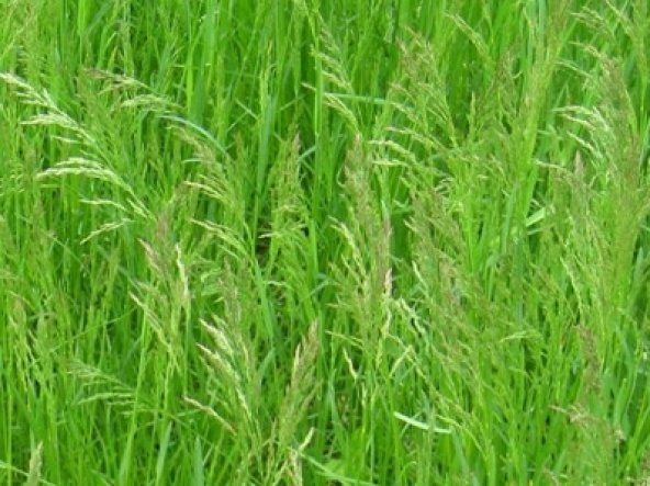 Poa Pratensis (Çayır Salkım Otu) 500 GR - 1