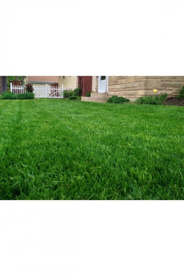 Kamışsı Yumak Tohumu 500 Gram Festuca Arundinacea Çim Bitkisi Tohumu Yer Örtücü Bitkiler Çim Tohumu
