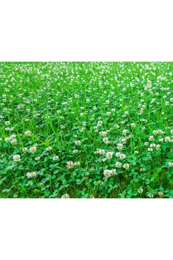 Ak Üçgül Tohumu 250 gr Trifolium Repens Süs Yoncası Tohumu Bodur Yonca Tohumu Yonca Çim Tohumu