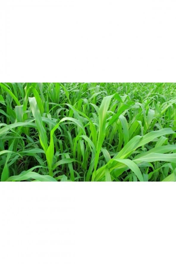 Sorgum Sudan Otu Tohumu 3 Kg Sorgum Sudan Otu Melezi Yem Bitkileri Tohumları Yem Bitkisi - 2