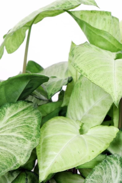 Syngonium Podophyllum 'white Butterfly' - Melek Kanadı Çiçeği Xl - - Resim 2