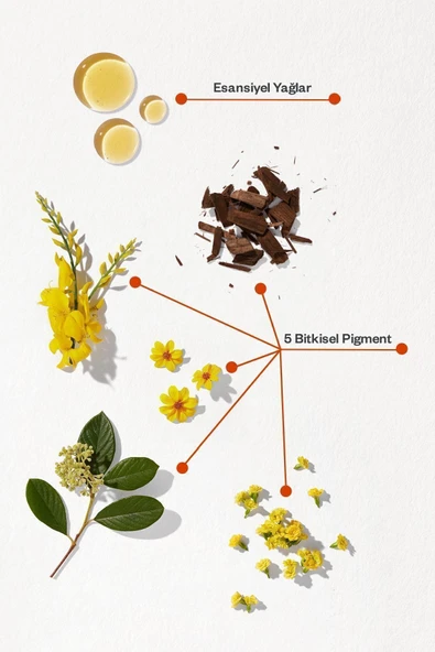 Phyto Phytocolor 7 Kumral Amonyaksız Kalıcı Bitkisel Saç Boyası - 2