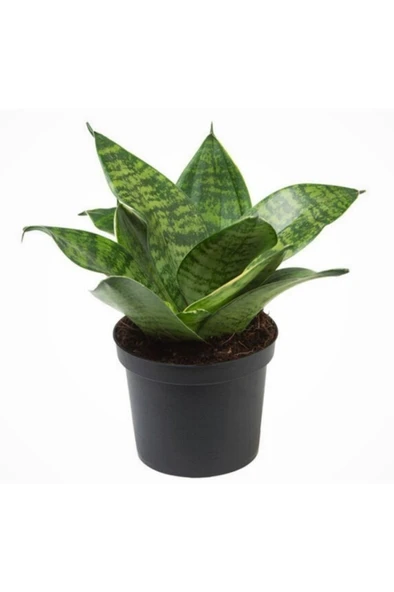 Bodur Paşa Kılıcı Hava Temizleyici Sansevieria Zeylanica 10-20 cm ürün görseli