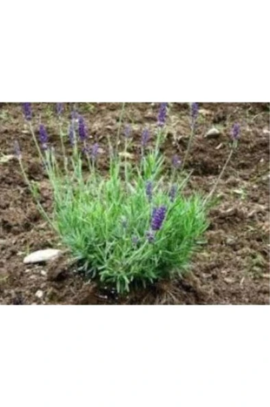 Aromatik Kokulu Lavanta Fidanı 1 Adet Angustifolia 10-20 cm cüce1Q2cüce1Q2 - Resim 3