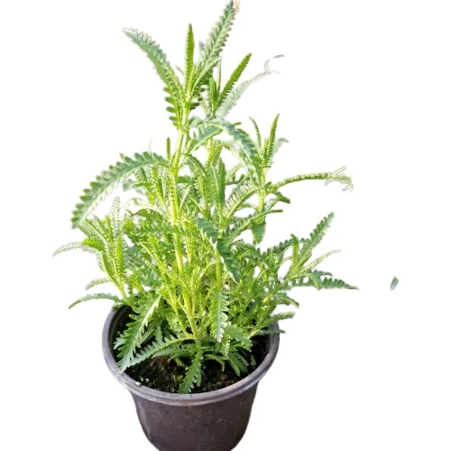 Aromatik Kokulu Lavanta Fidanı 1 Adet Angustifolia 10-20 cm cüce1Q2cüce1Q2 - Resim 5