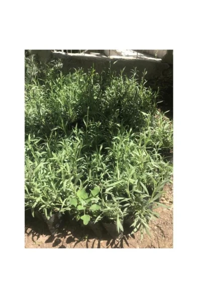 Aromatik Kokulu Lavanta Fidanı 1 Adet Angustifolia 10-20 cm cüce1Q2cüce1Q2 - Resim 4