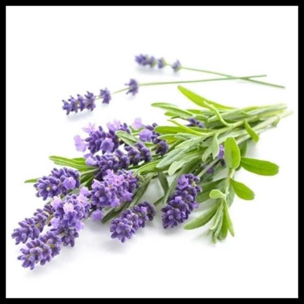 Aromatik Kokulu Lavanta Fidanı 1 Adet Angustifolia 10-20 cm cüce1Q2cüce1Q2 ürün görseli