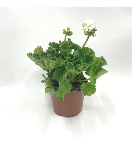 Sardunya Çiçeği Fidanı - Pelargonium - Koyu Pembe Renk 10-20 Cm - Resim 2